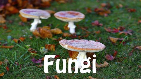 how do you pronounce fungi|plural of fungus.